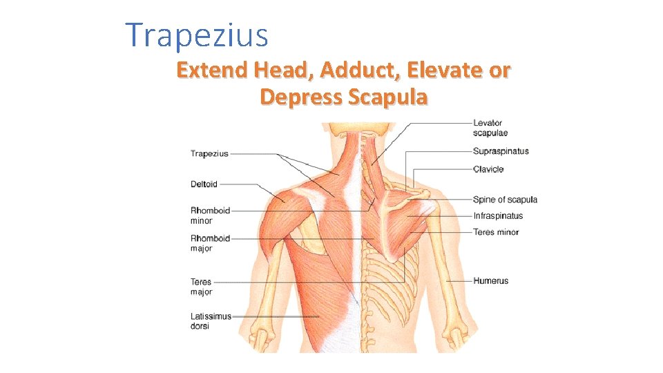 Trapezius Extend Head, Adduct, Elevate or Depress Scapula 