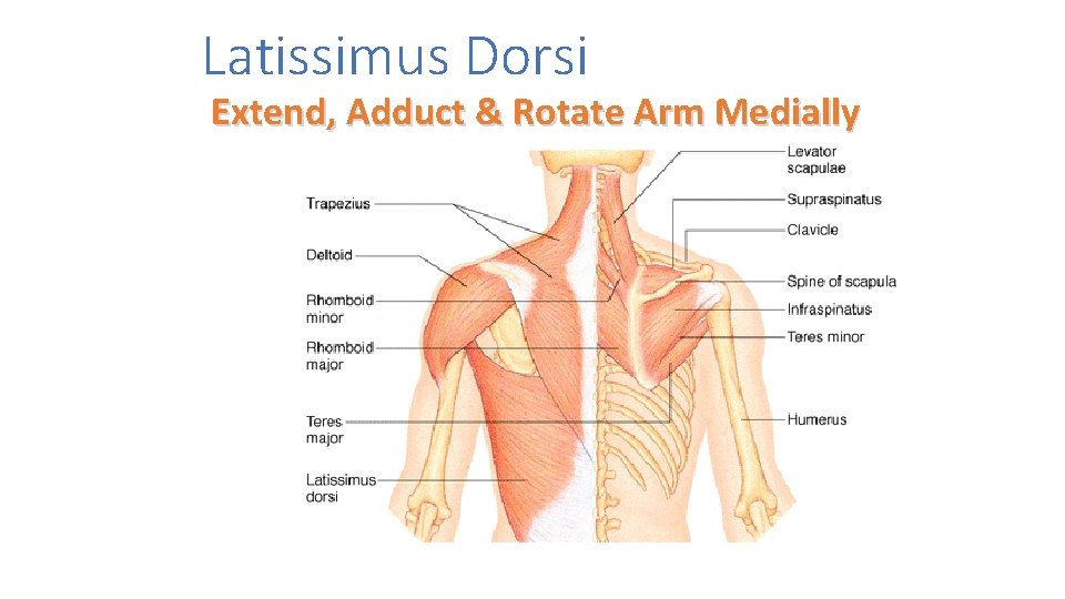 Latissimus Dorsi Extend, Adduct & Rotate Arm Medially 