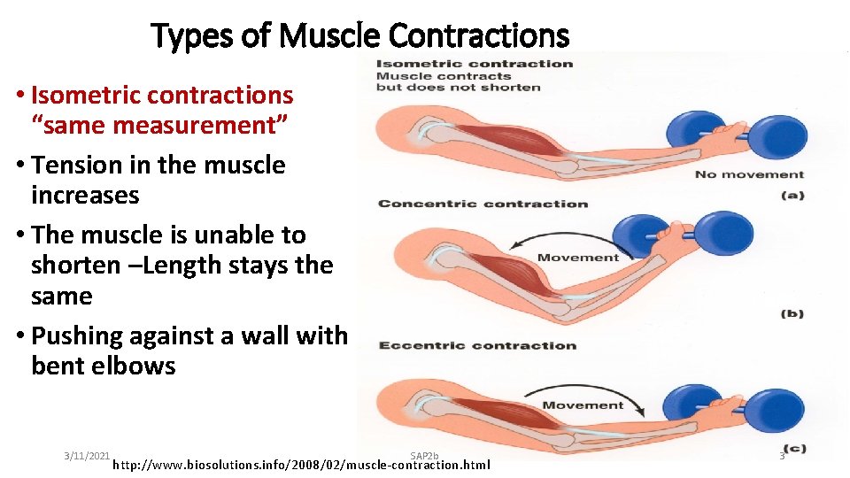 Types of Muscle Contractions • Isometric contractions “same measurement” • Tension in the muscle