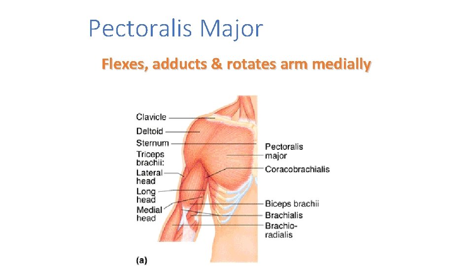 Pectoralis Major Flexes, adducts & rotates arm medially 