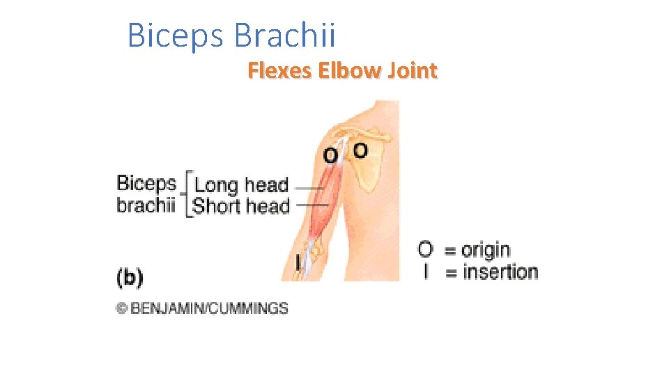 Biceps Brachii Flexes Elbow Joint 