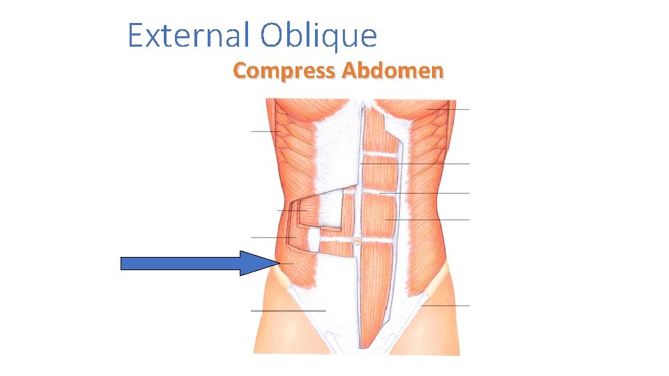 External Oblique Compress Abdomen 