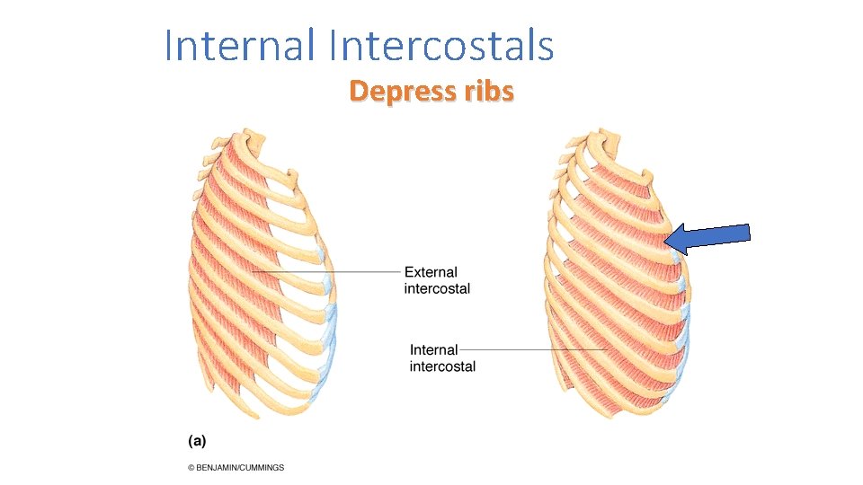 Internal Intercostals Depress ribs 