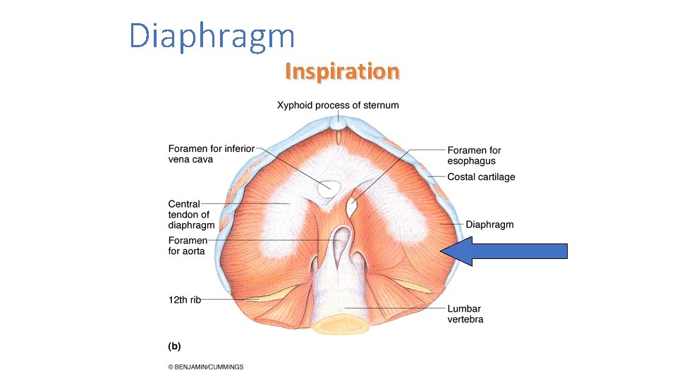 Diaphragm Inspiration 