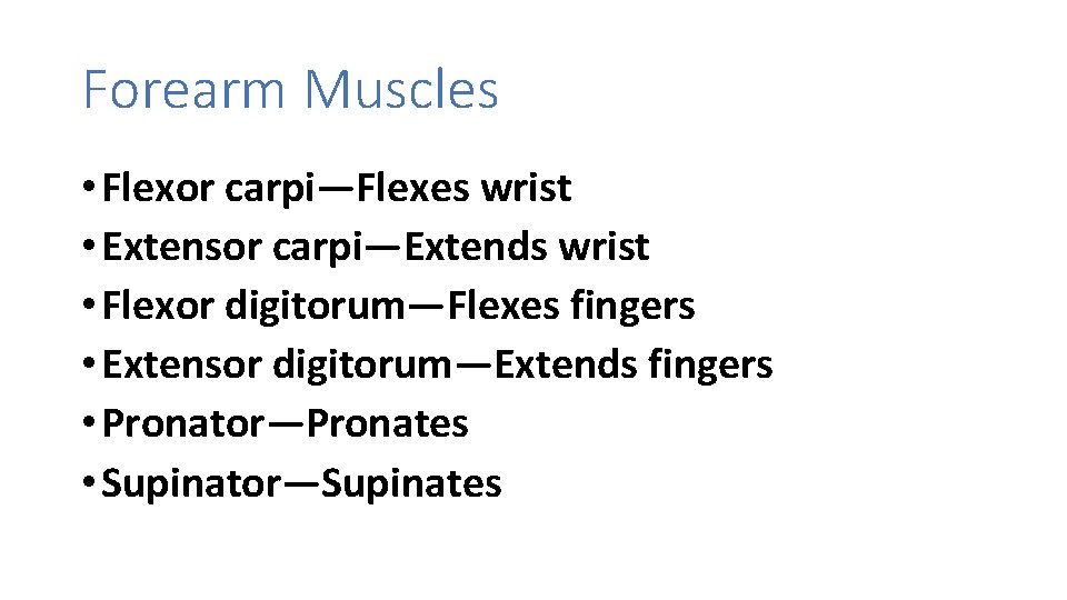 Forearm Muscles • Flexor carpi—Flexes wrist • Extensor carpi—Extends wrist • Flexor digitorum—Flexes fingers