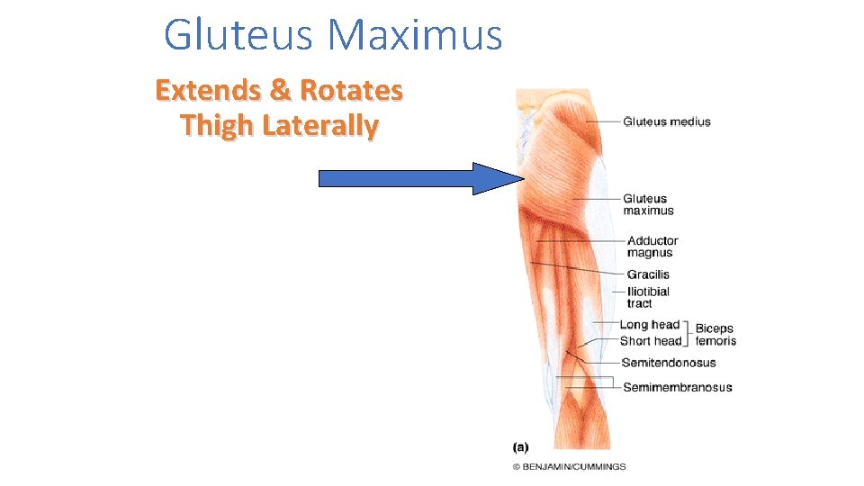 Gluteus Maximus Extends & Rotates Thigh Laterally 