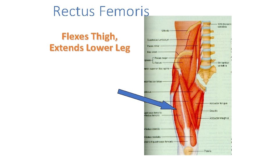 Rectus Femoris Flexes Thigh, Extends Lower Leg 