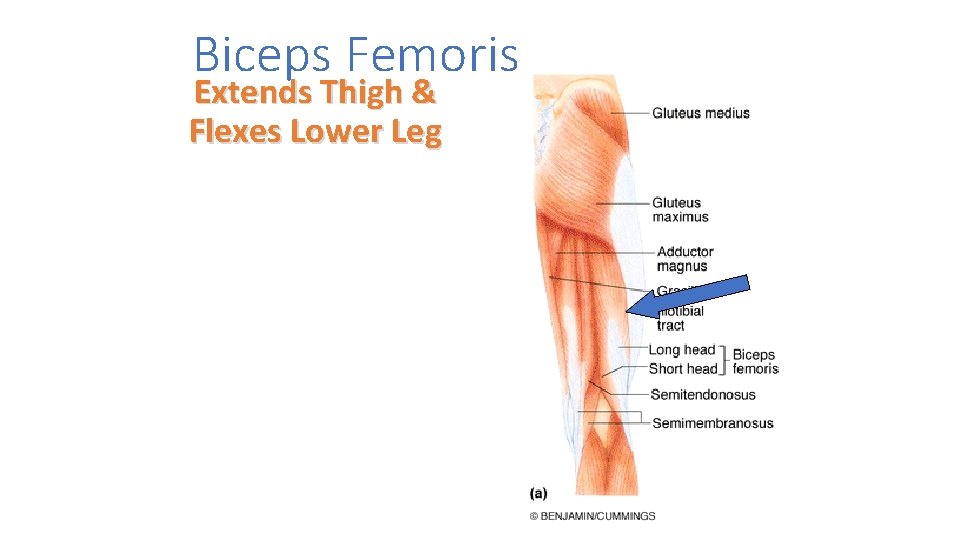 Biceps Femoris Extends Thigh & Flexes Lower Leg 