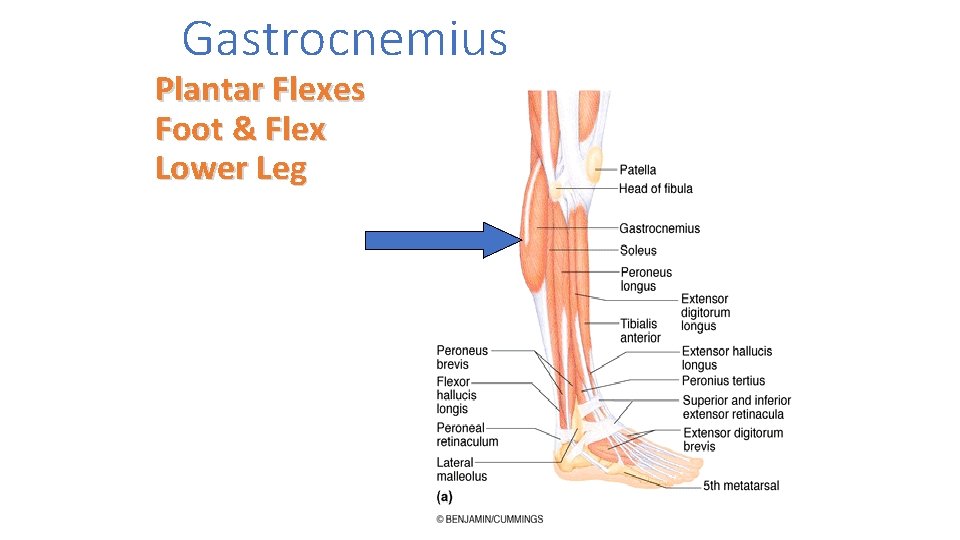 Gastrocnemius Plantar Flexes Foot & Flex Lower Leg 