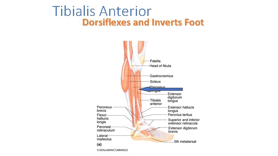 Tibialis Anterior Dorsiflexes and Inverts Foot 