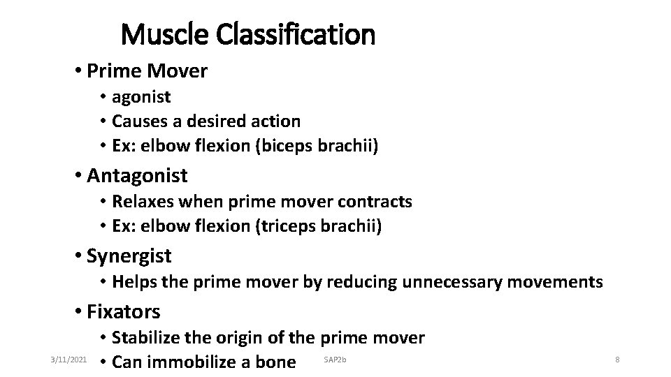 Muscle Classification • Prime Mover • agonist • Causes a desired action • Ex: