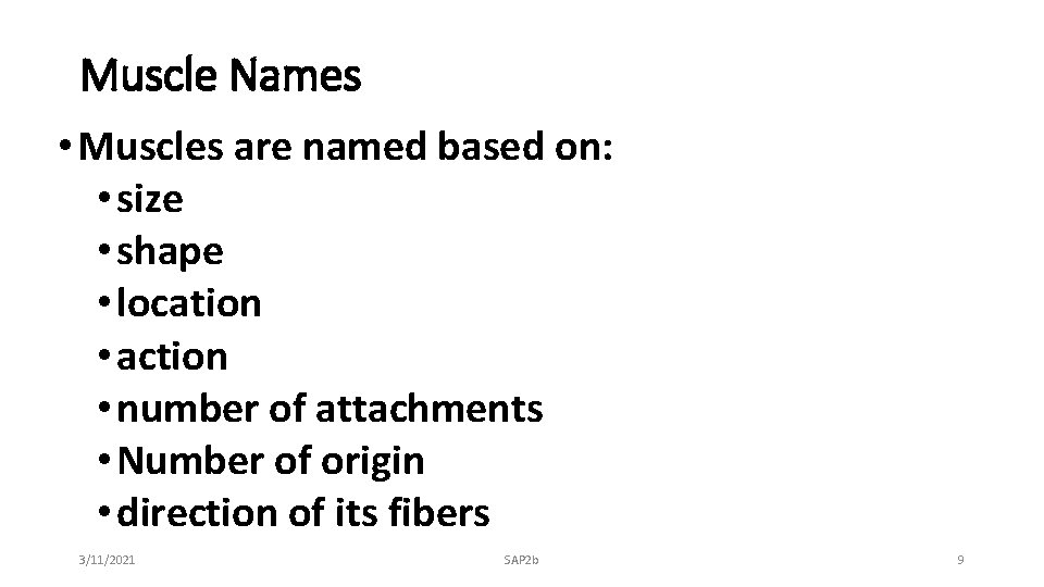 Muscle Names • Muscles are named based on: • size • shape • location