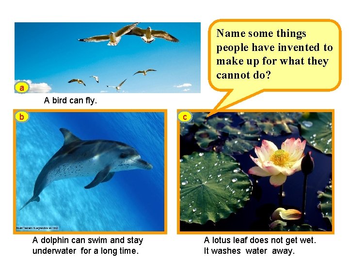 Name can What some things animals or the leaves people have invented in the Name can What some things animals or the leaves people have invented in the