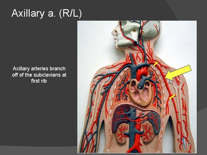 Axillary a. (R/L) Axillary arteries branch off of the subclavians at first rib 