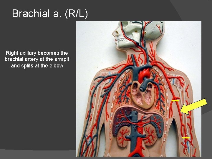 Brachial a. (R/L) Right axillary becomes the brachial artery at the armpit and splits