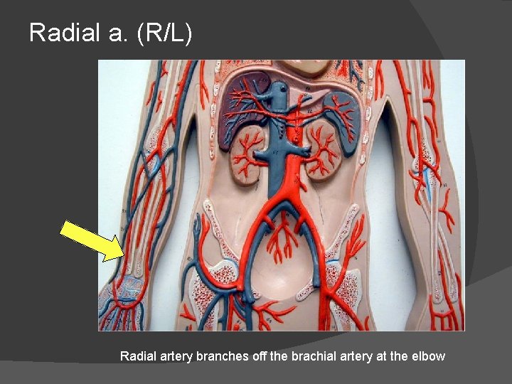 Radial a. (R/L) Radial artery branches off the brachial artery at the elbow 