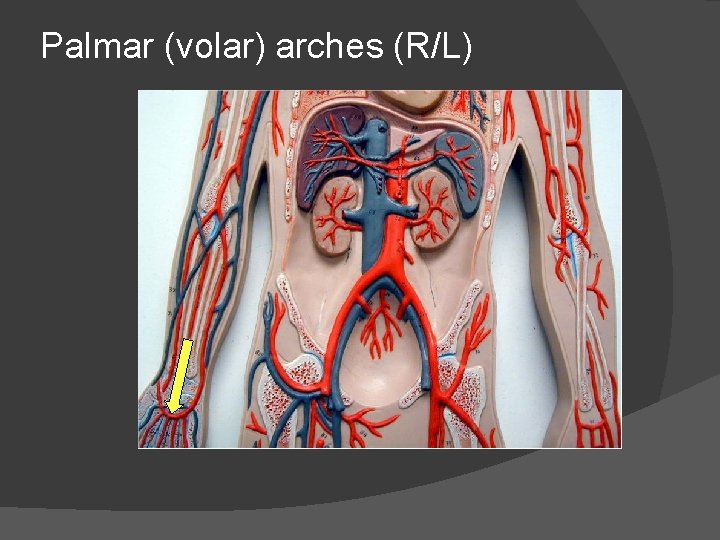 Palmar (volar) arches (R/L) 