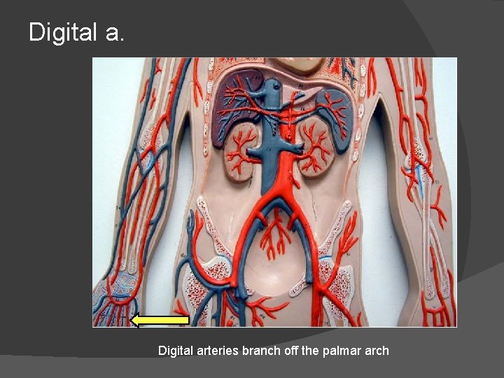 Digital a. Digital arteries branch off the palmar arch 