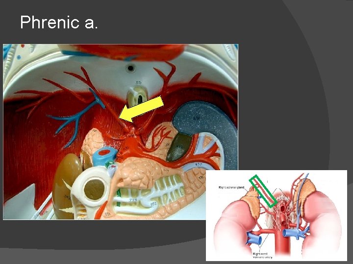 Phrenic a. 