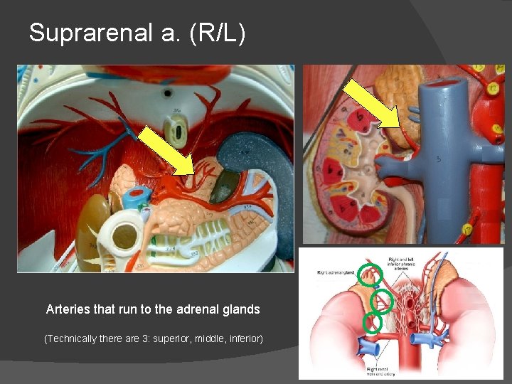 Suprarenal a. (R/L) Arteries that run to the adrenal glands (Technically there are 3: