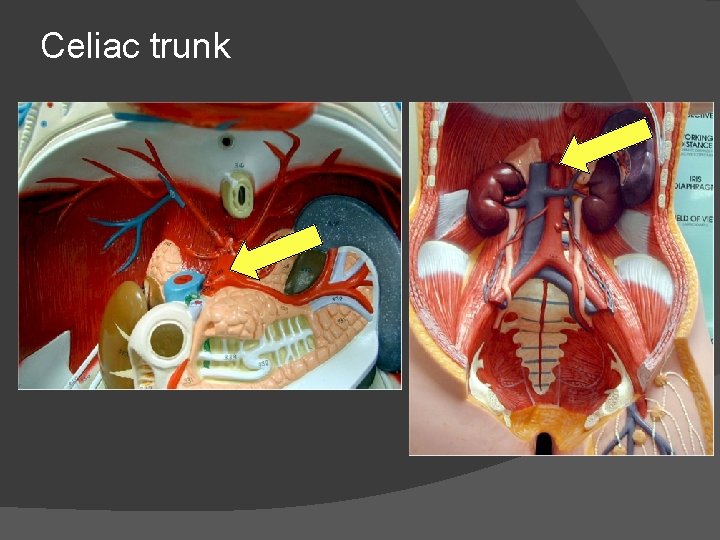 Celiac trunk 