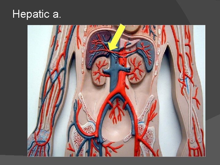Hepatic a. 