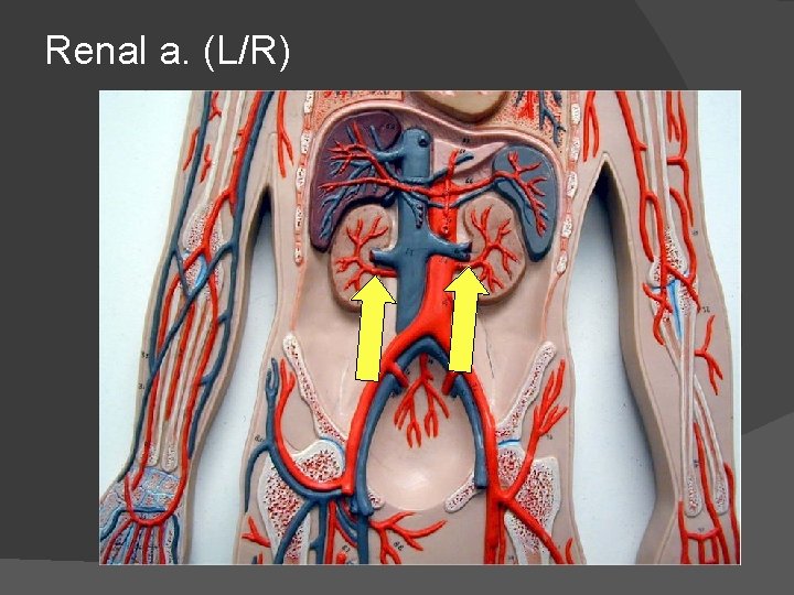 Renal a. (L/R) 