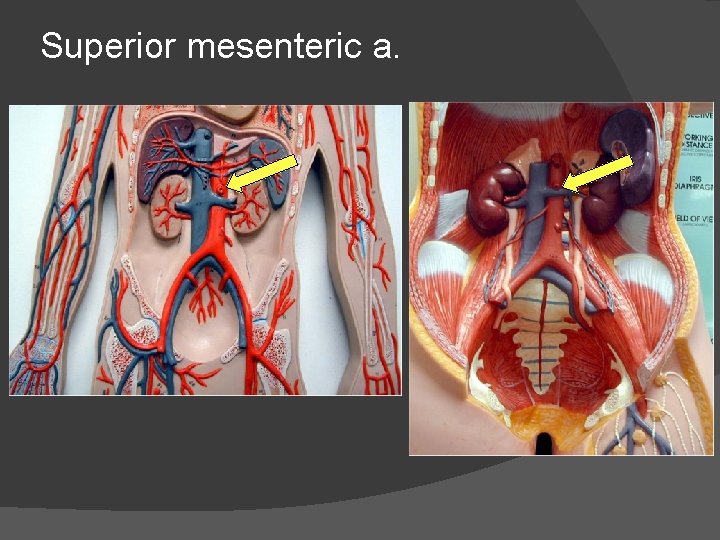 Superior mesenteric a. 