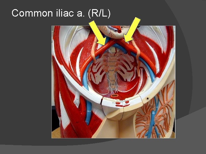 Common iliac a. (R/L) 