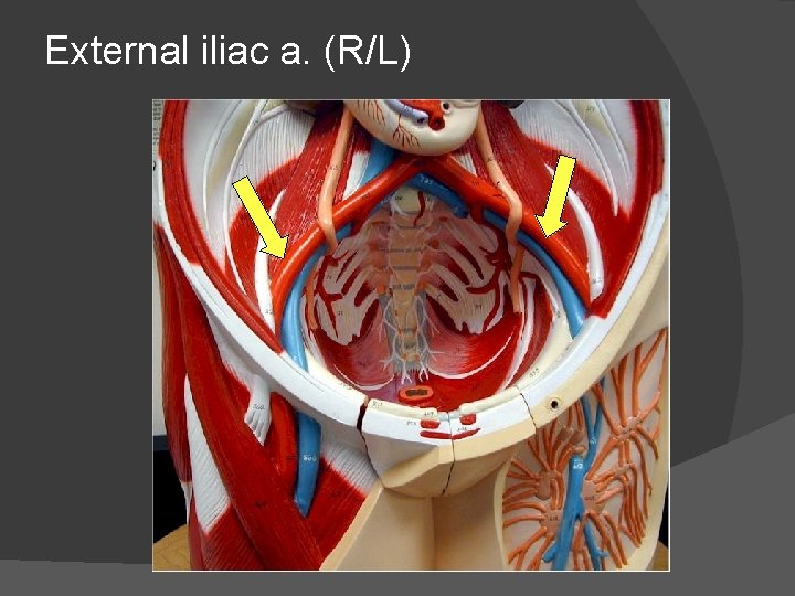 External iliac a. (R/L) 