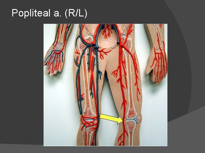 Popliteal a. (R/L) 