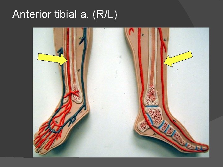 Anterior tibial a. (R/L) 