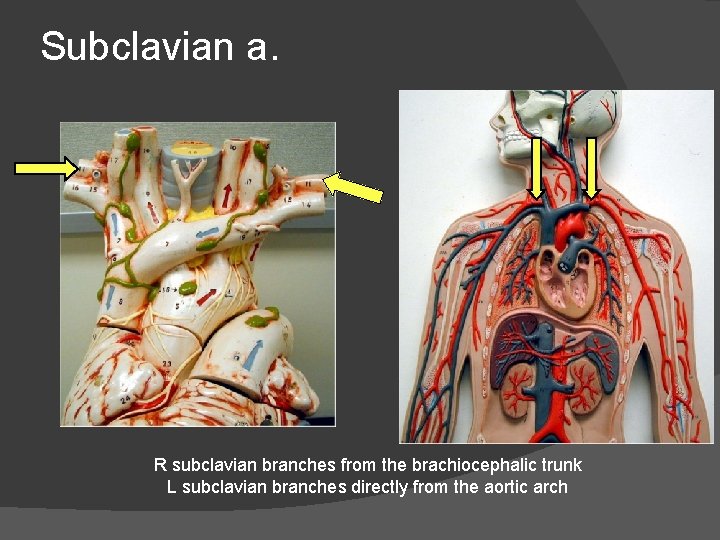 Subclavian a. R subclavian branches from the brachiocephalic trunk L subclavian branches directly from