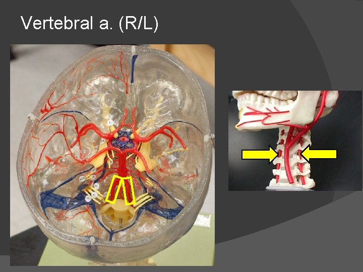 Vertebral a. (R/L) 