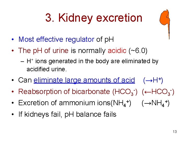 3. Kidney excretion • Most effective regulator of p. H • The p. H