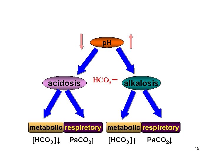 p. H acidosis HCO 3－ alkalosis metabolic respiretory [HCO 3 -]↓ Pa. CO 2↑