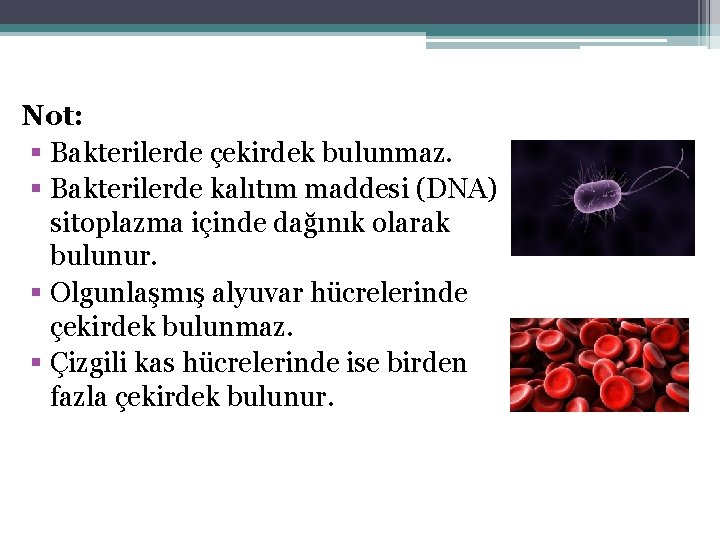 Not: § Bakterilerde çekirdek bulunmaz. § Bakterilerde kalıtım maddesi (DNA) sitoplazma içinde dağınık olarak