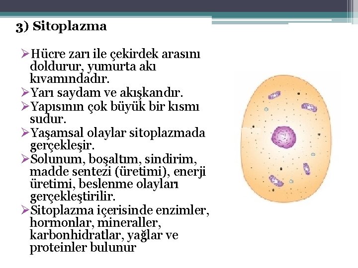 3) Sitoplazma ØHücre zarı ile çekirdek arasını doldurur, yumurta akı kıvamındadır. ØYarı saydam ve