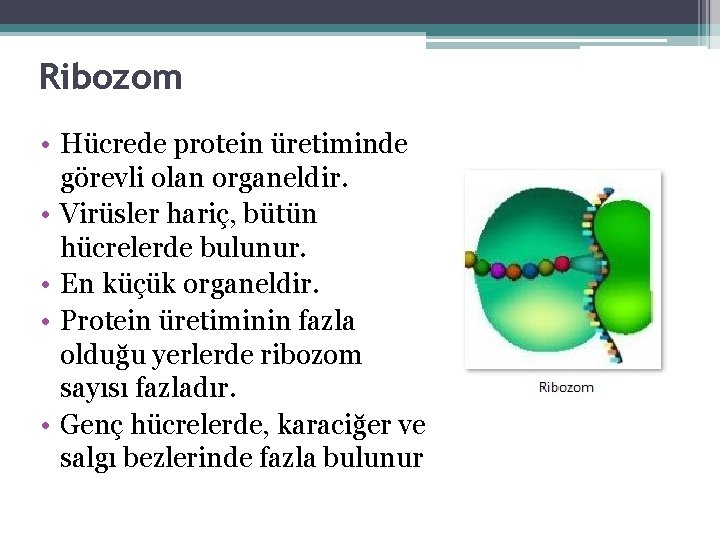 Ribozom • Hücrede protein üretiminde görevli olan organeldir. • Virüsler hariç, bütün hücrelerde bulunur.