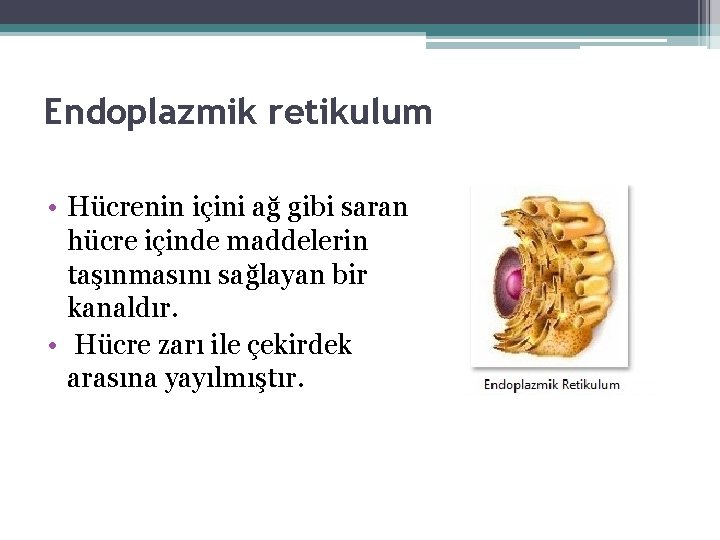 Endoplazmik retikulum • Hücrenin içini ağ gibi saran hücre içinde maddelerin taşınmasını sağlayan bir