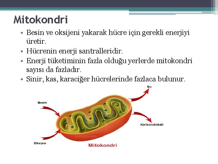 Mitokondri • Besin ve oksijeni yakarak hücre için gerekli enerjiyi üretir. • Hücrenin enerji