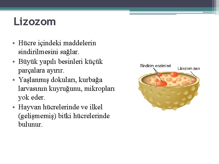 Lizozom • Hücre içindeki maddelerin sindirilmesini sağlar. • Büyük yapılı besinleri küçük parçalara ayırır.