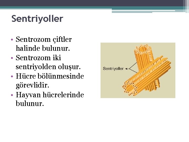 Sentriyoller • Sentrozom çiftler halinde bulunur. • Sentrozom iki sentriyolden oluşur. • Hücre bölünmesinde