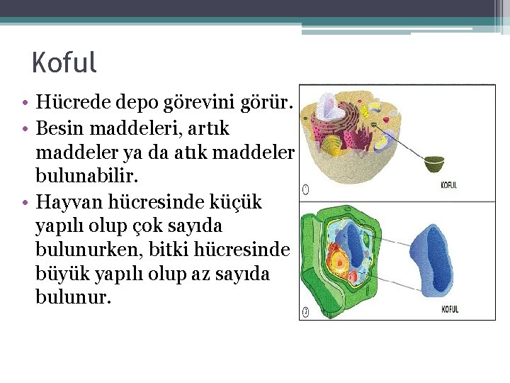 Koful • Hücrede depo görevini görür. • Besin maddeleri, artık maddeler ya da atık