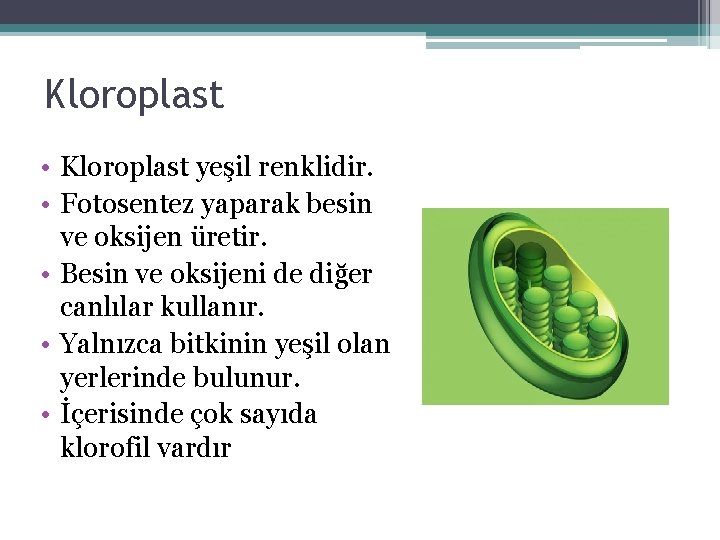 Kloroplast • Kloroplast yeşil renklidir. • Fotosentez yaparak besin ve oksijen üretir. • Besin