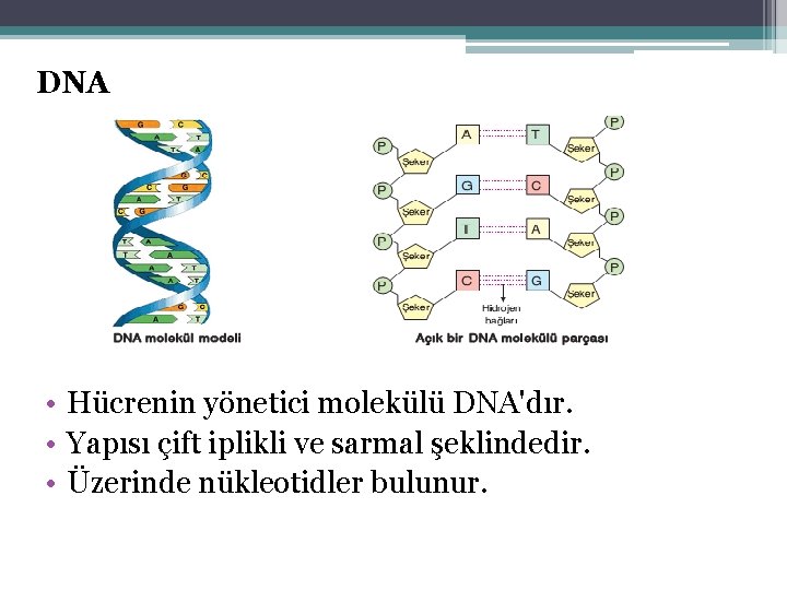 DNA • Hücrenin yönetici molekülü DNA'dır. • Yapısı çift iplikli ve sarmal şeklindedir. •