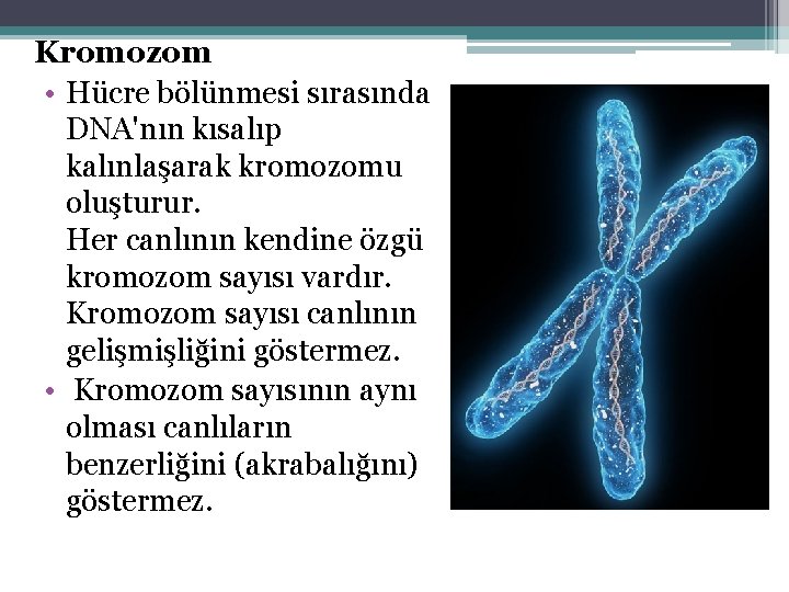 Kromozom • Hücre bölünmesi sırasında DNA'nın kısalıp kalınlaşarak kromozomu oluşturur. Her canlının kendine özgü