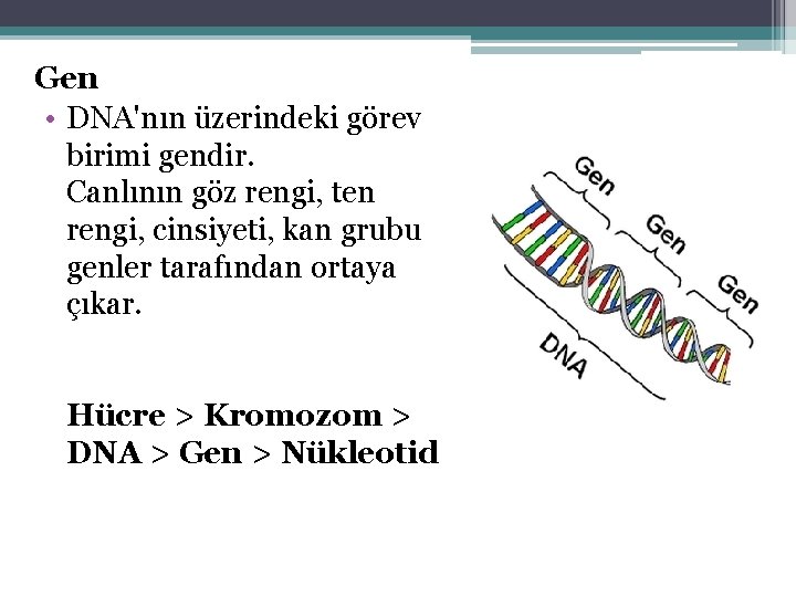 Gen • DNA'nın üzerindeki görev birimi gendir. Canlının göz rengi, ten rengi, cinsiyeti, kan