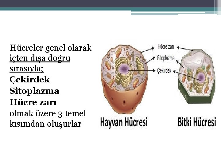 Hücreler genel olarak içten dışa doğru sırasıyla; Çekirdek Sitoplazma Hücre zarı olmak üzere 3