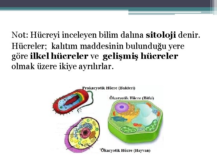 Not: Hücreyi inceleyen bilim dalına sitoloji denir. Hücreler; kalıtım maddesinin bulunduğu yere göre ilkel